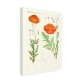 thumbnail image 2 of Unknown 'Bright Botanicals VI' Canvas Art, 2 of 4