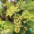 thumbnail image 3 of Lakemont Seedless Grape Vine Live – 1 Gallon, 3 of 6