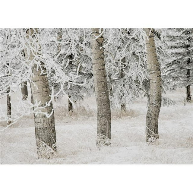 Posterazzi DPI1875660 Calgary, Alberta, Canada - White Aspens In Winter Poster Print, 18 x 13