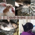 thumbnail image 3 of 250 g y 500 g de palitos de manzana naturales, animales pequeños, golosinas de madera molar, juguetes, chinchilla, conejillo de indias, hámster, conejo, jerbo, loro, conejito y animales pequ, 3 of 5