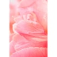 thumbnail image 3 of Millet, Karyn 11x14 Black Modern Framed Museum Art Print Titled - Pink Peony III, 3 of 5