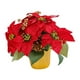 thumbnail image 3 of Nochebuena roja,Decoración navideña de planta de flor de pascua artificial navideña,Flor artificial de planta de flor de pascua roja en maceta,Decoración De Chimenea De Oficina De Centro De, 3 of 9
