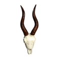 thumbnail image 3 of kowaku Faux Animal Skull Wall Sculpture Resin Rustic Animal Head Sculpture Wall Hanging Animal Faux Skull for Fireplace Bedroom Home Sheep, 3 of 9