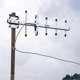 thumbnail image 3 of Amplified outdoor TV antenna for digital HDTV 4K 300 miles, 3 of 4