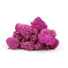 Fuchsia Colored Preserved Reindeer Moss - 2 oz - Indoor Outdoor for Potted Plants, Terrariums, Fairy Gardens, Arts and Crafts or Floral Decor Design