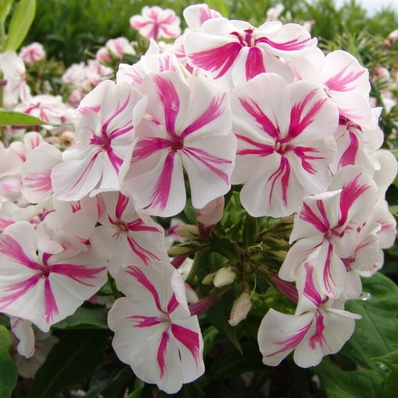 50 Twister Phlox Seeds
