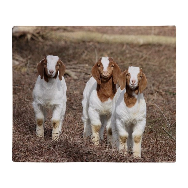 CafePress Smiling Goats Throw Blanket Soft Fleece Throw Blanket, 50"x60" Stadium Blanket