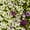 Citron (creamy yellow), variant on Alyssum Wonderland Series Flower Garden Seeds: Deep Purple - Approx 5000 Seeds - Annual - Lobularia maritima