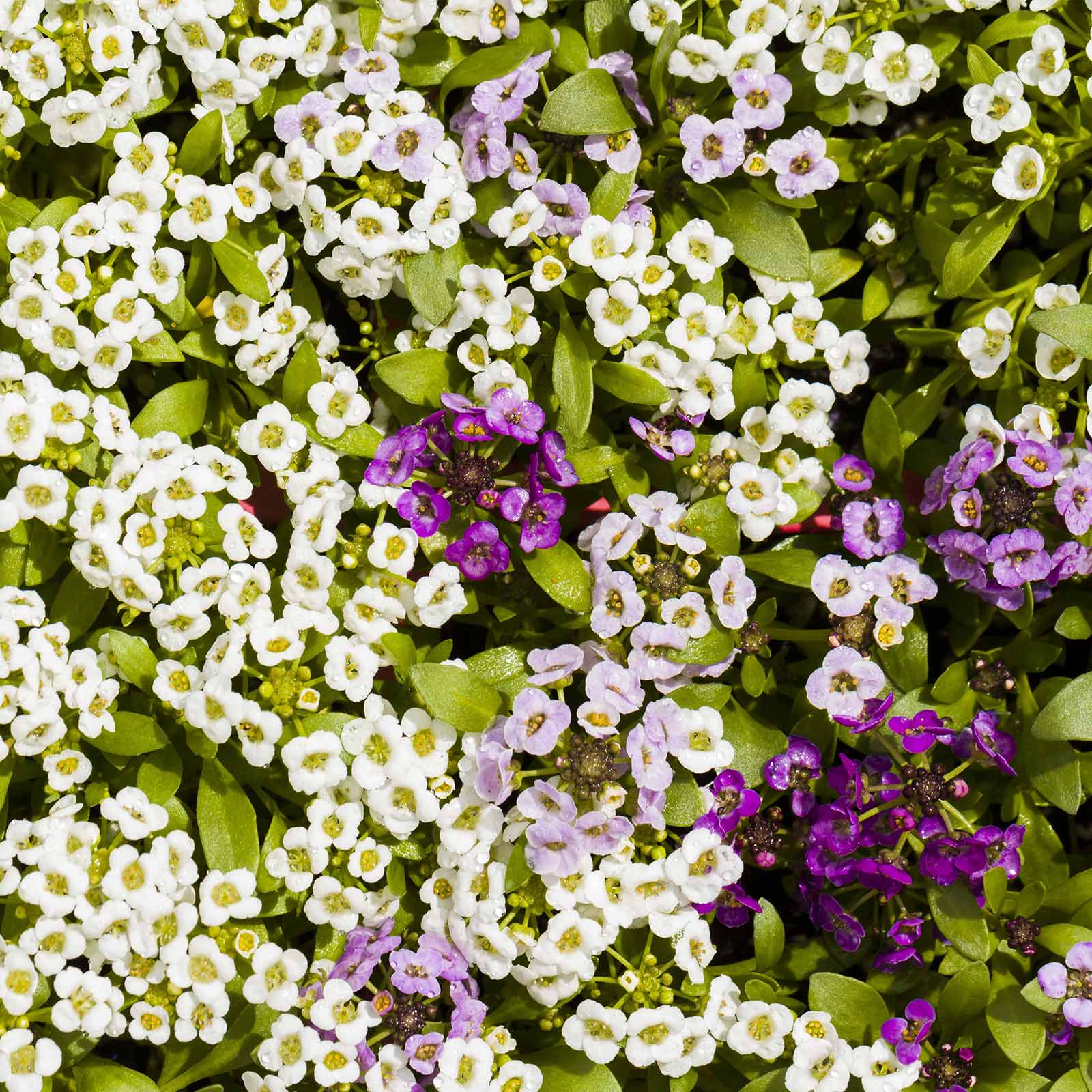 Alyssum Snow Crystals 5,000 seeds