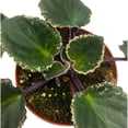 thumbnail image 4 of Harmony Foliage African Violet Wrangler's Winter Hawk Variegated 4 inch Purple Flower, 4 of 9