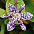 QAUZUY GARDEN 5 Rare OIF8 Japanese Toad Lily (Tricyrtis Puberula) Seeds