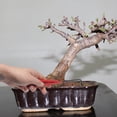 thumbnail image 2 of BambooMN - 2 Piece Root Set - 9" Root Pick, 9" Root Rake, 2 of 4