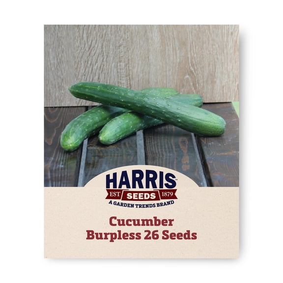 Harris Seeds Burpless 26 F1 Cucumber, Japanese Slicing Cucumber, Treated, 50 Count