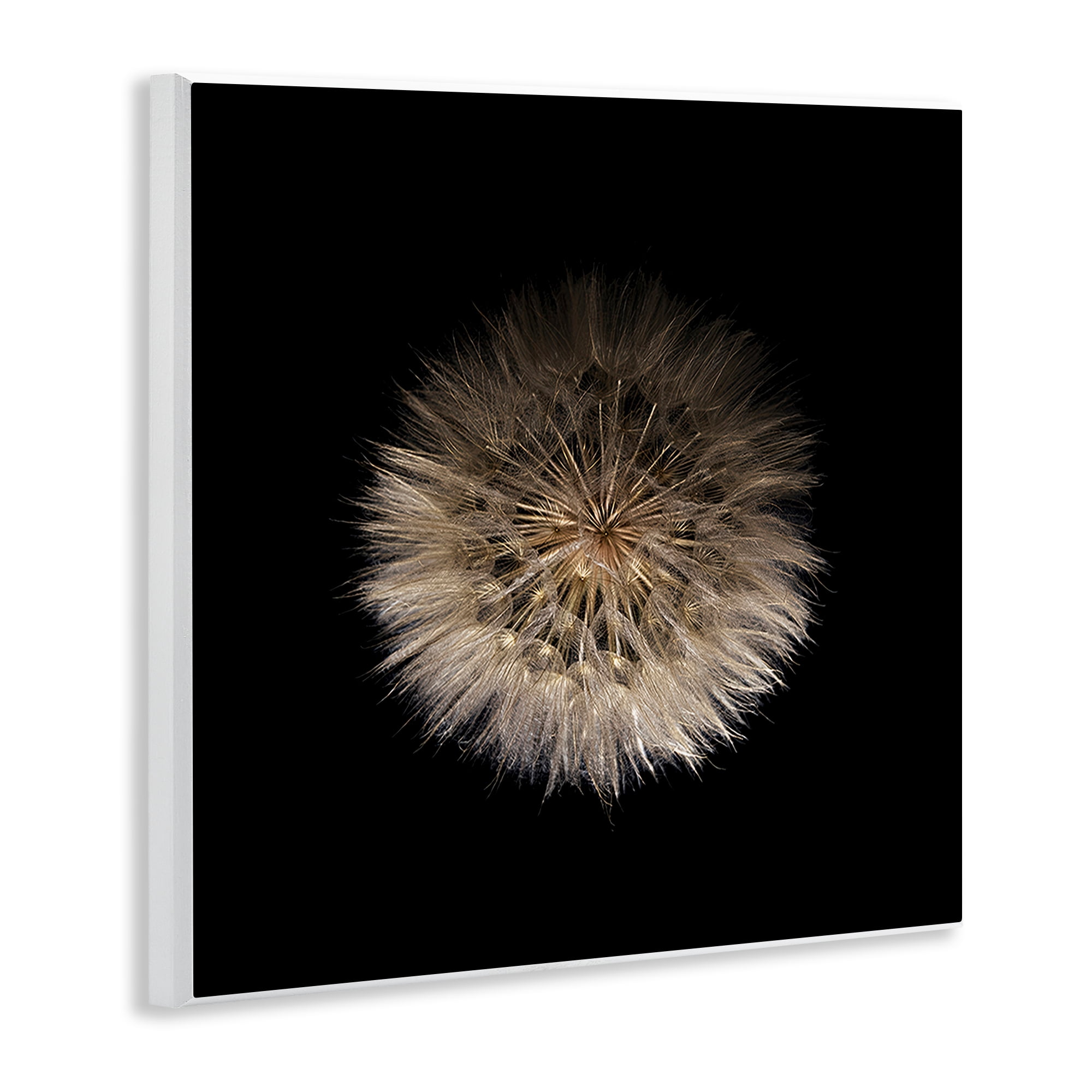 Stupell Industries Wispy Dandelion on Black Wall Plaque Art, design by Beth Adoette
