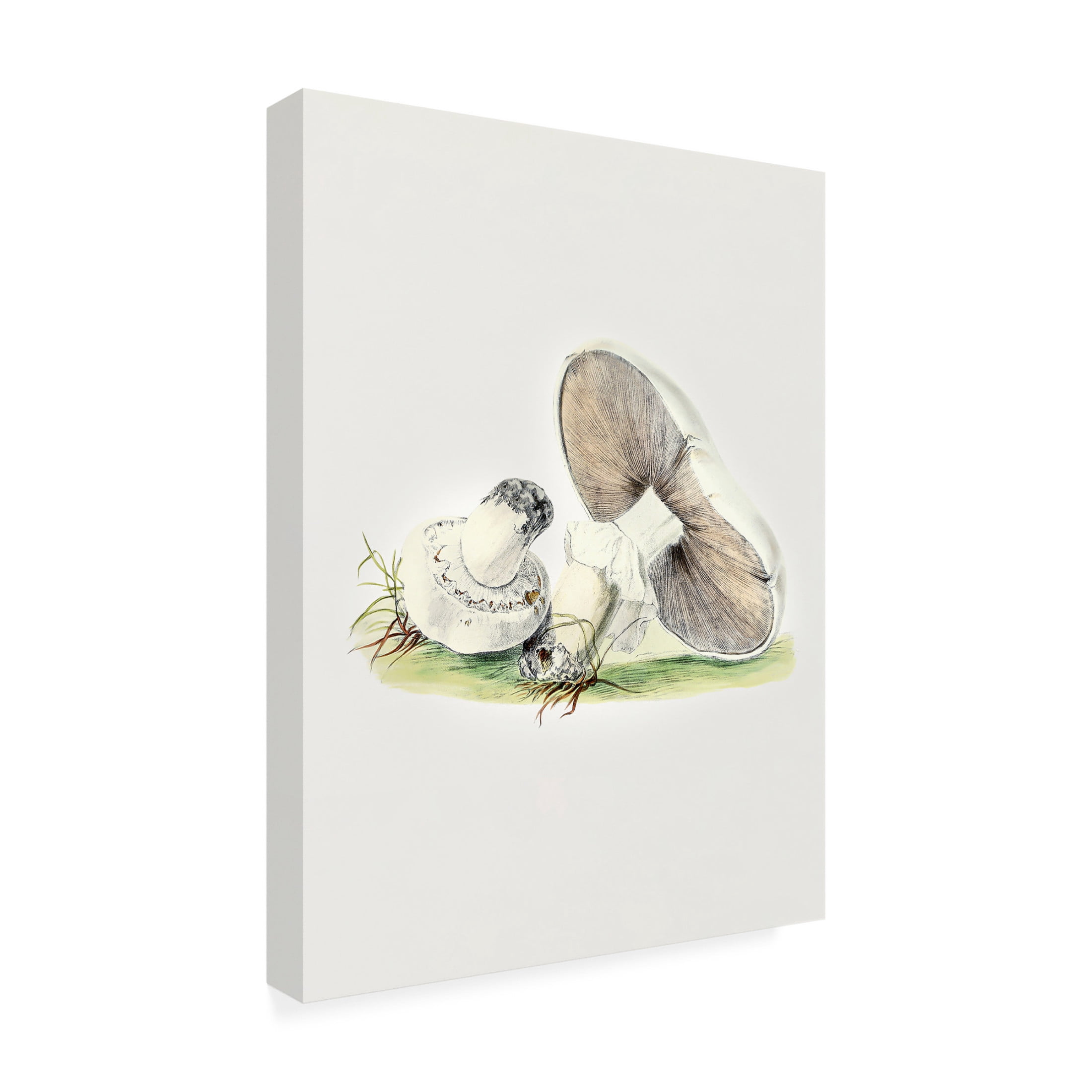 Trademark Fine Art Pictufy  Hand Drawn Horse Mushroom Standing Canvas Wall Art