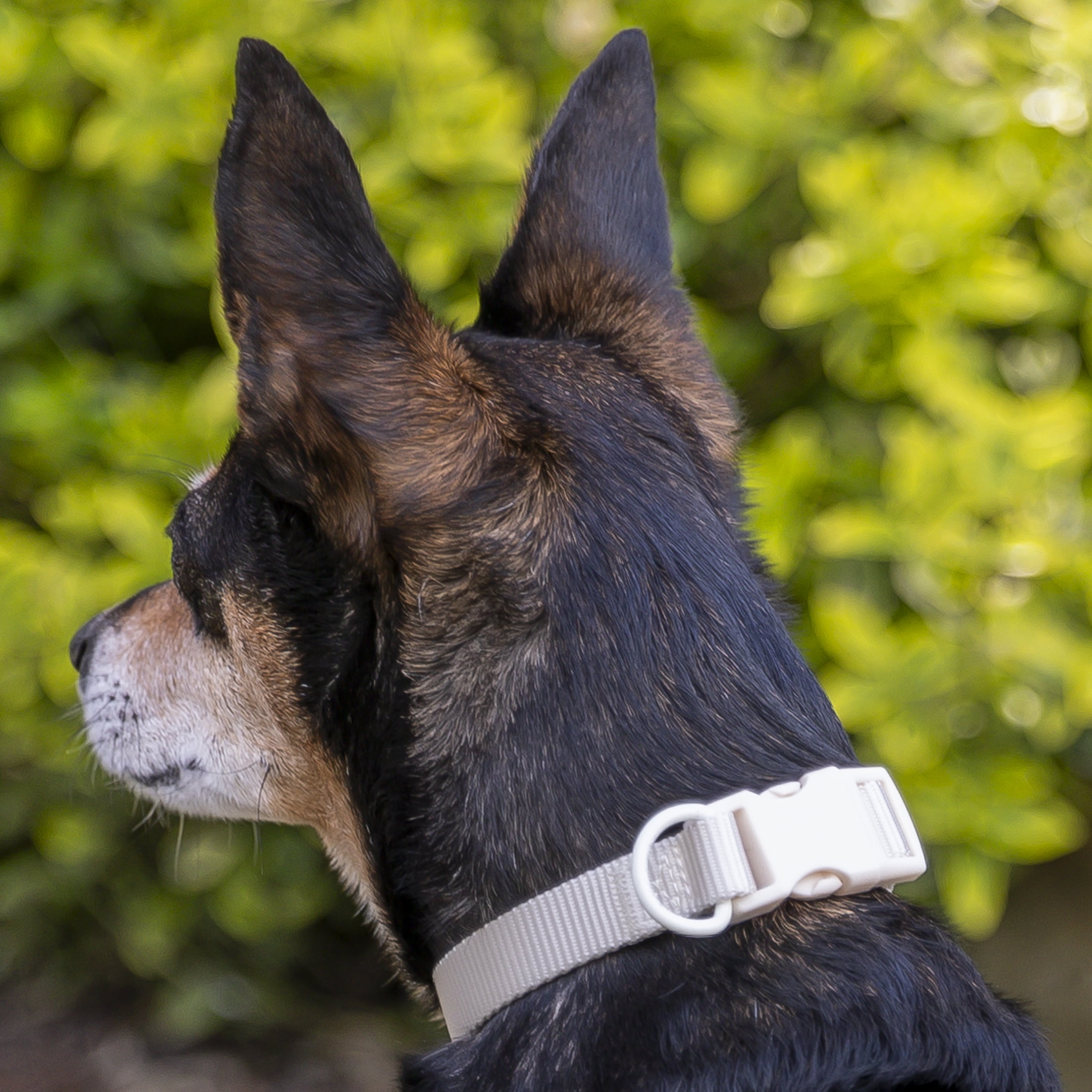 Vibrant Life Solid Adjustable Dog Collar, Cream, Small