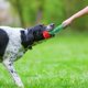 thumbnail image 5 of Juguetes para masticar perros para masticadores agresivos, juguetes para perros rosas para perros pequeños y medianos, juguetes interactivos para masticar perros para entrenamiento y limpieza de dien JAMW Sencillez, 5 of 5