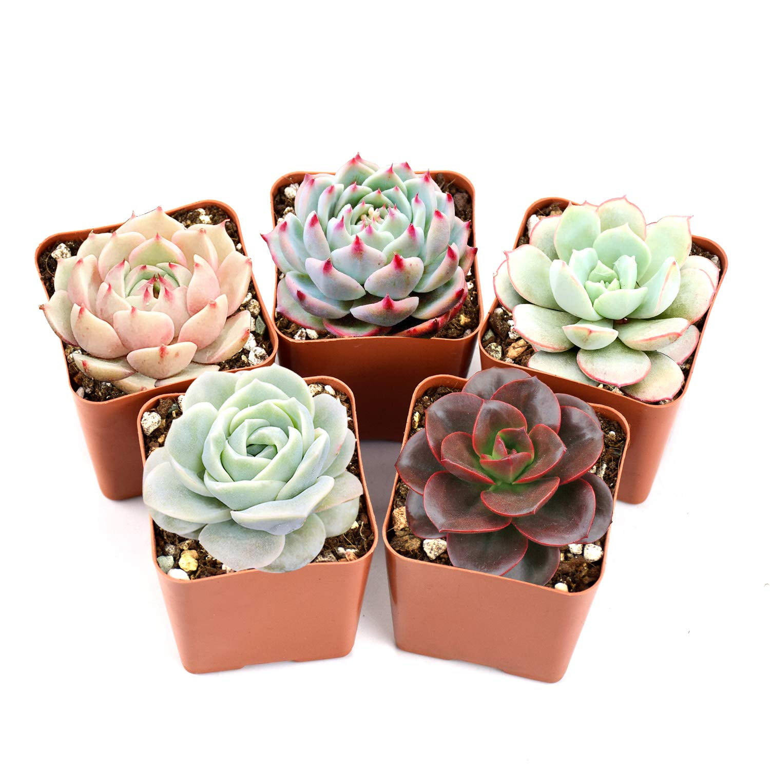 Living Succulents,Potted Flowers,Rare Succulents,Indoor Bonsai,Combined Green Plants,Cute Succulents,Cute Succulents,Wedding Decorations