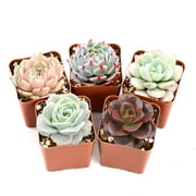 Live Succulent Plants, 5 Assorted Rare Succulents Rooted in 2" Planter