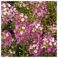thumbnail image 3 of Everwilde Farms - 2000 Dwarf Pink Sweet Alyssum Garden Flower Seeds - Gold Vault Jumbo Bulk Seed Packet, 3 of 5