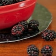 thumbnail image 3 of Ouachita Blackberry Bush in 1 Gal Pot, Thornless Sweet Fruit, 3 of 5