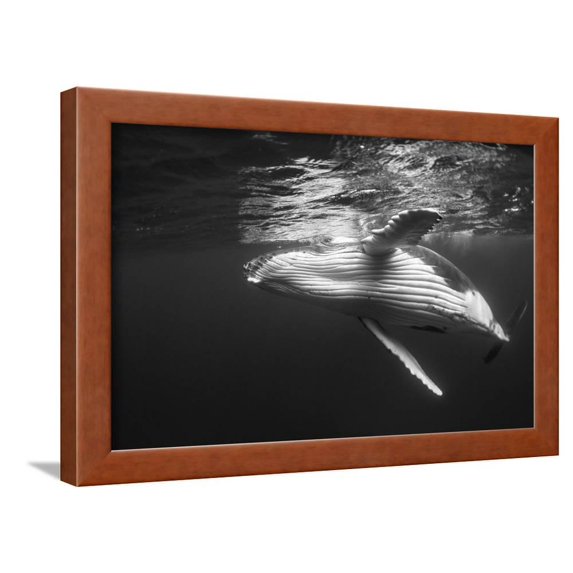 Humpback Whale Calf Playing on the Surface, Tonga, Animals Framed Art Print Wall Art by Wildestanimal Sold by Art.Com