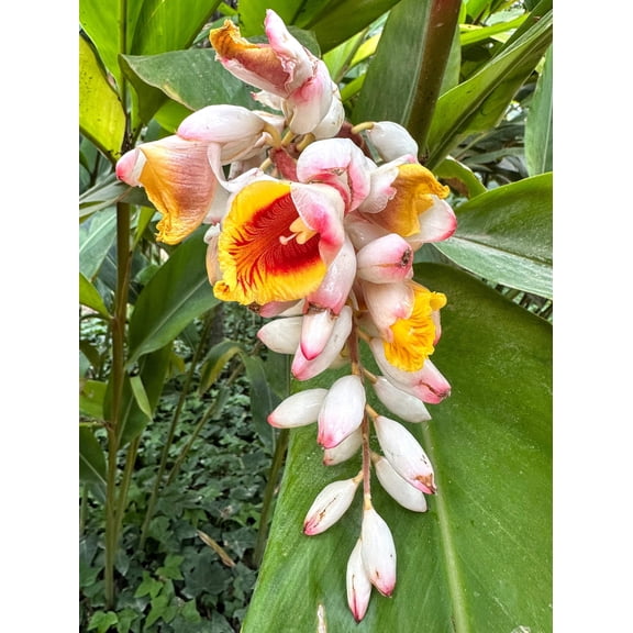 5 KAT GINGER Pink & Yellow Shell Alpinia Katsumadai Hayata Flower Herb Seeds