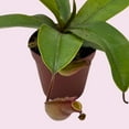thumbnail image 4 of Winged Pitcher Plant, Carnivorous, in 2 inch Pot, 4 of 9