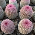 thumbnail image 3 of Rare Red Sun Cactus (Echinocereus rigidissimus) | Colorful Succulent Plant - 3" flowerpot, 3 of 6