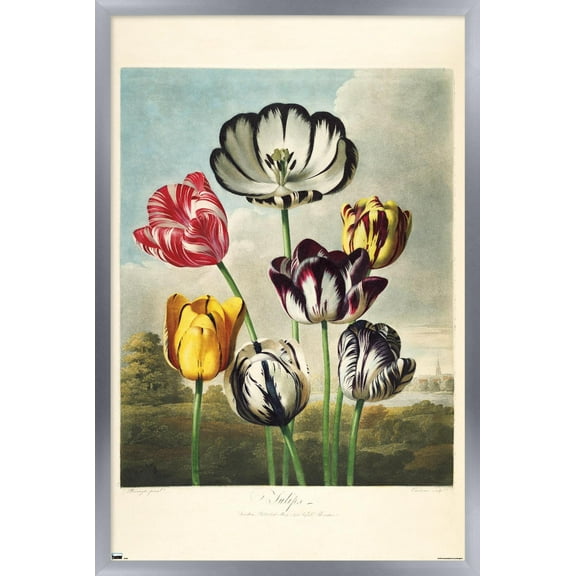 Tulips from the The Temple of Flora Wall Poster, 22.375" x 34" Framed