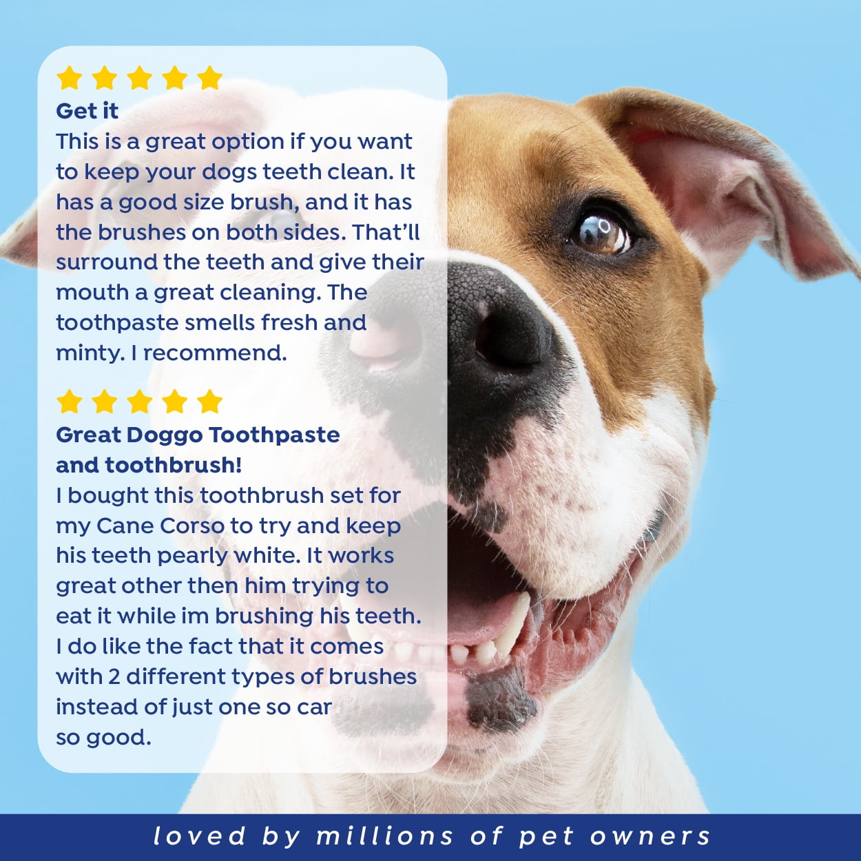 (3 pack) Naturel Promise Fresh Dental Tooth Brushing Kit for Dogs & Cats, 2 oz Gel and Toothbrush