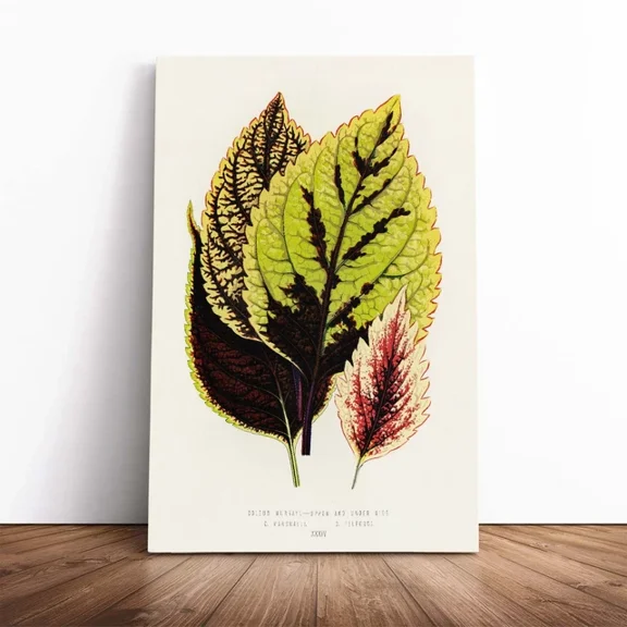 Kna Prints - Poster Assortment Of Leaves Flowers Benjamin Fawcett Decor, UNFRAMED-8x12