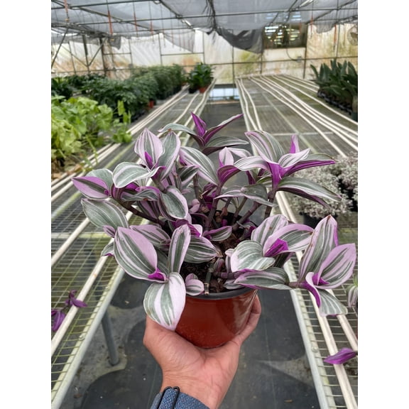 Tradescantia Bubblegum Lilac Nanouk - Live Air-Purifying Indoor Plant in Nursery Pot – Easy Care, Low Maintenance Houseplant for Home & Office Decor, Natural Air Cleaner, Best for Beginners (6"Pot)
