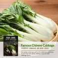 thumbnail image 3 of 5 Packs Canton White Stem Pak Choi or Bok Choy Seeds - Non-GMO Heirloom Full Sun Biennial Vegetable, 3 of 5
