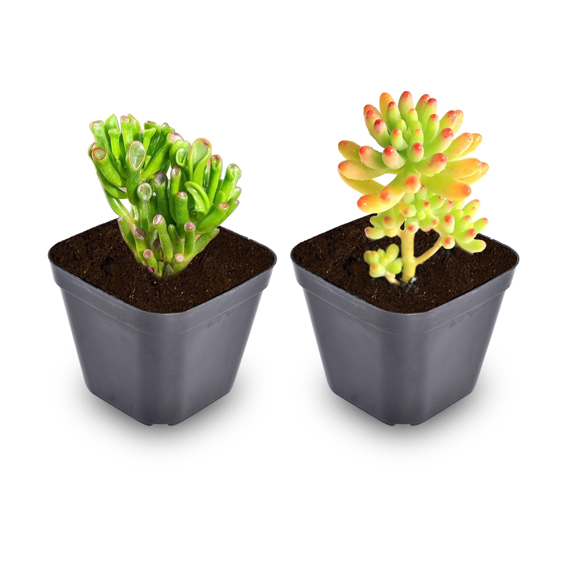 100 PCS Square Plastic Plant Nursery Pots, Seedling Flower Plant Container and Seed Starting Pots, Flower Plant Container for Succulents, Seedlings, Cuttings, Transplanting