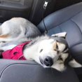 thumbnail image 6 of Dog Car Safety Seat Belt,YuCool 2 Pack Chew Proof Steel Cable Restraint Vehicle Belt Fit for Large, and X-Large Dogs, 6 of 7