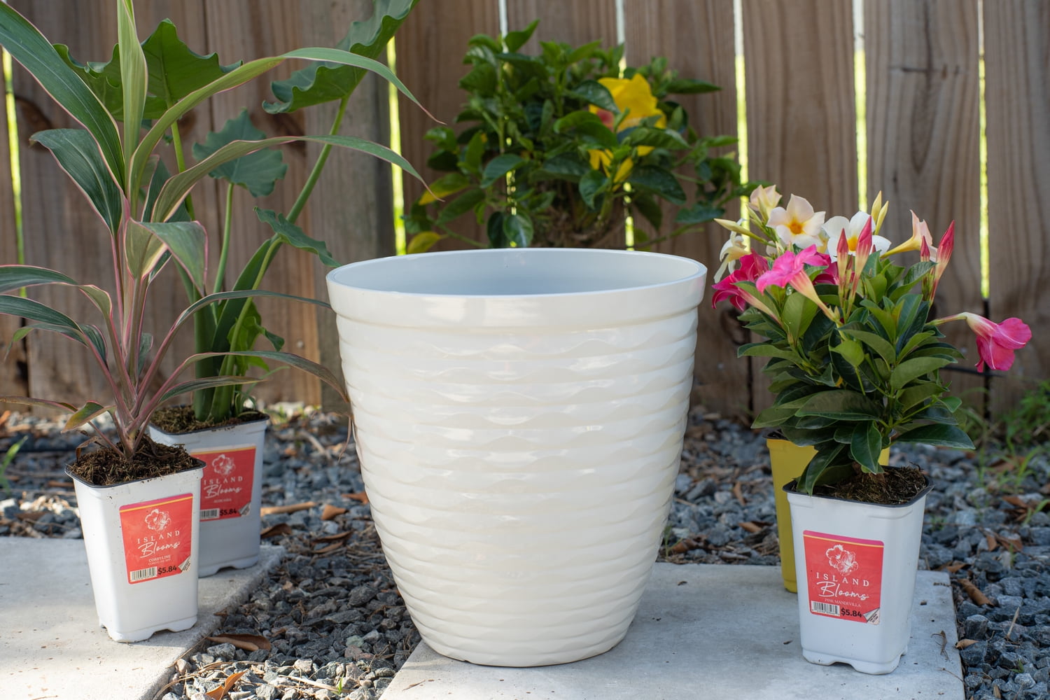 (5 pack) Island Blooms Cordyline Plant, Live Outdoor Foliage, 16-Inch Tall, 1.5-Pint Pot