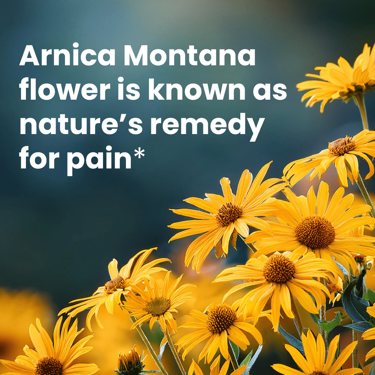 Sanar Naturals Arnica Roll on, Quick Relief of Joint and Muscle Pain, Topical Pain Relief, 3 oz