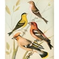 thumbnail image 2 of W. A . Blakston 20x23 Black Ornate Framed Double Matted Museum Art Print Titled: Siskin, Redpoll, Waxwing, Crossbill (1878), 2 of 5
