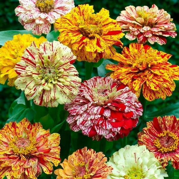 Candy Stripe Mixed Zinnia 100 Seeds - Pink/Yellow/Orange Flower Seeds, Open Pollinated Seed Attracts Bees, Attracts Butterflies, Attracts Hummingbirds, Attracts Pollinators