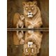 thumbnail image 1 of 30x40cm 5d Diy Diamond Painting Full, srie Lion#l, diamante de imitación diy, 1 of 5