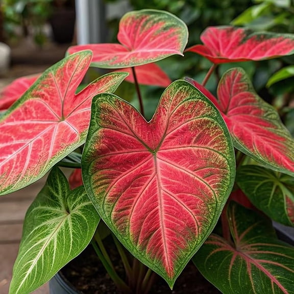 4 Heart and Soul Caladium Bulbs for Planting - Beautiful Spotted Leafs Stand Out - Perennial Hosta, Elephant Ears, Fancy (4 Bulbs)