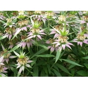 Spotted Bee Balm- Monarda Punctata - Live Starter Plant