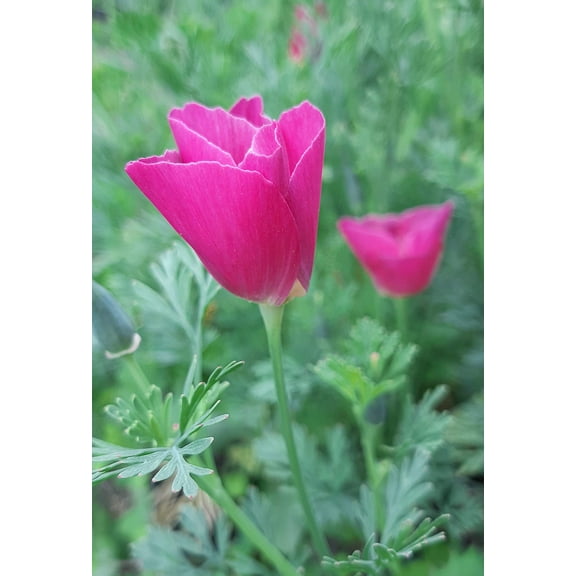 100 Seeds PURPLE Gleam CALIFORNIA POPPY Eschscholzia Californica Flower Seeds