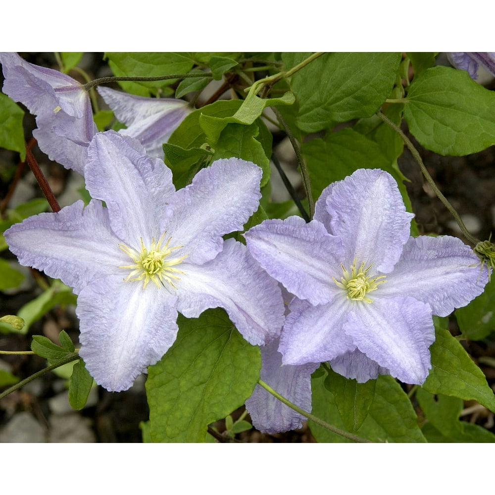 Blue Angel Clematis Vine Perennial 2.5" Pot