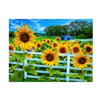 Canvas Wall Art - Celebrate Life Gallery 'Sweet Summer Sunflowers' Wall Art for Living Room, Bedroom, or Office Décor by Trademark Fine Art - 19 x 14 Inches