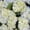 Blue, variant on Member's Mark Hydrangeas, choose color and stem count