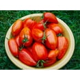 thumbnail image 5 of Speckled Roman Tomato Seeds for Planting, 100+ Heirloom Seeds Per Packet, (Isla's Garden Seeds), Non GMO Seeds, Botanical Name: Lycopersicon lycopersicum, Great Home Garden Gift, 5 of 7