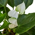 thumbnail image 4 of Anthurium White Live Plant for Indoor | Different Houseplants in 4'' & 6'' Pot | Real House Plant for Living Room, Office, Desk & Bathroom | Flamingo Flower | Tailflower, 4 of 6