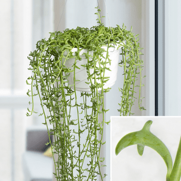 String of Dolphins Plant Live, In 4" Pot, Trailing Succulent Live Plant For Decoration, Hanging Ornamental Houseplant